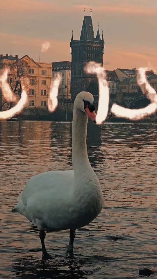 TikTok video thumbnail by darivaph