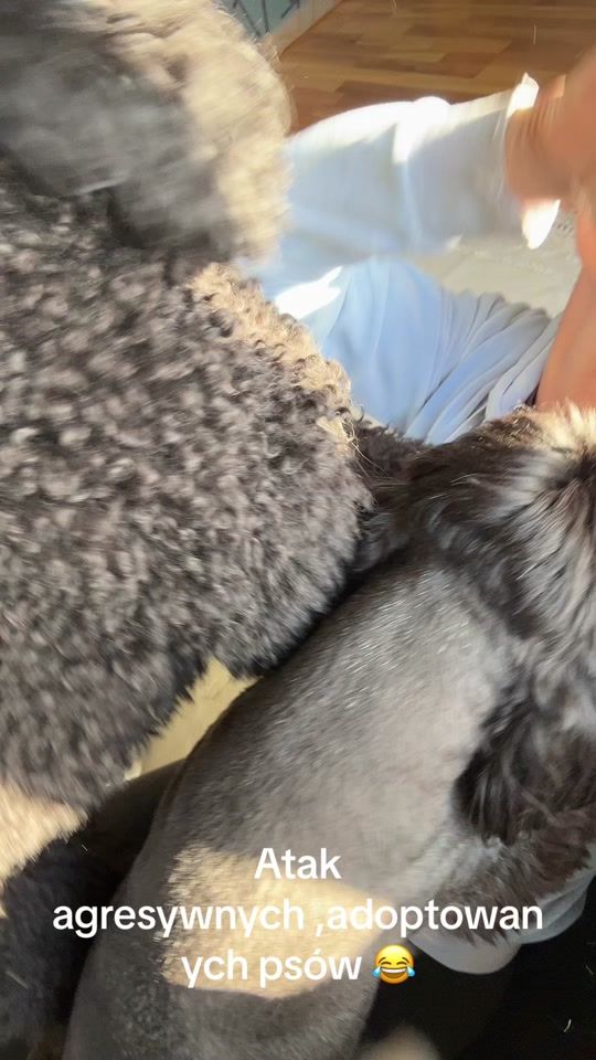 TikTok video thumbnail by haustyle_psifryzjer