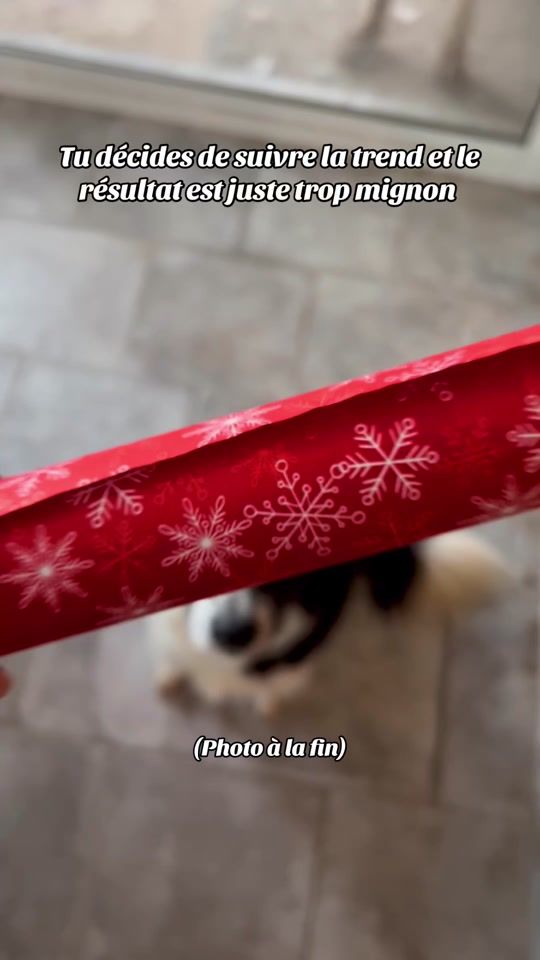 TikTok video thumbnail by mia_la_bordercollie