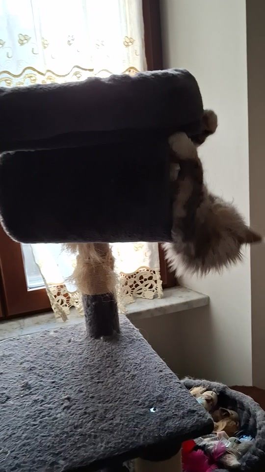 TikTok video thumbnail by luisasannito5
