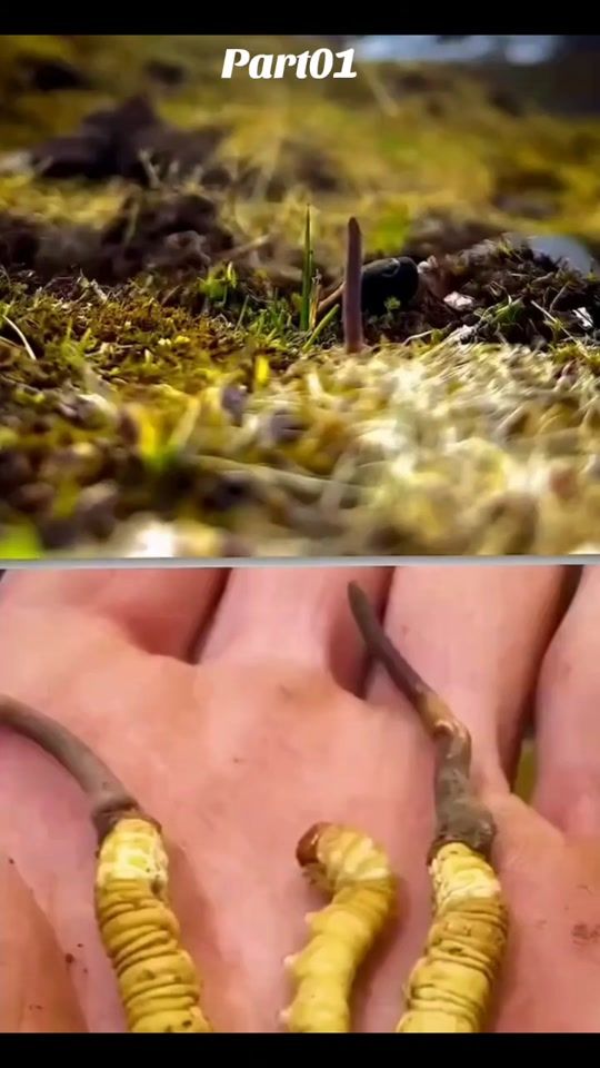 TikTok video thumbnail by psychedelics.arabe