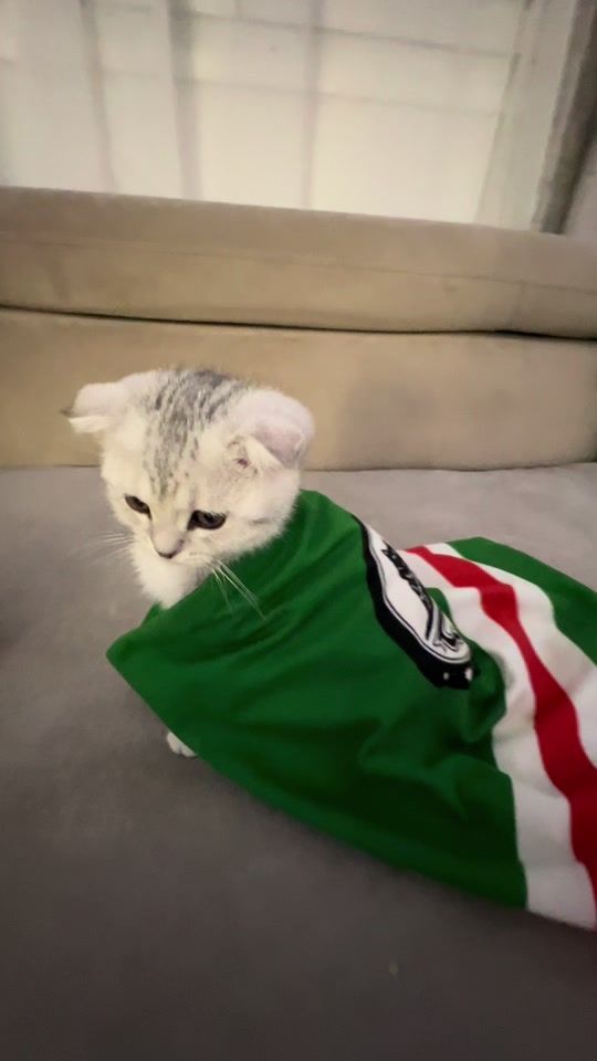 TikTok video thumbnail by user.0095_