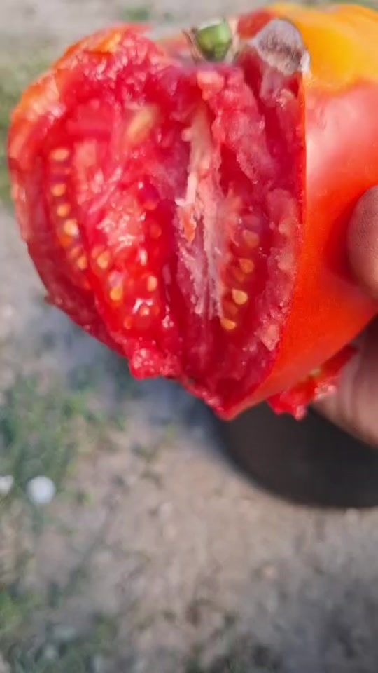 TikTok video thumbnail by depozituldeseminte.ro