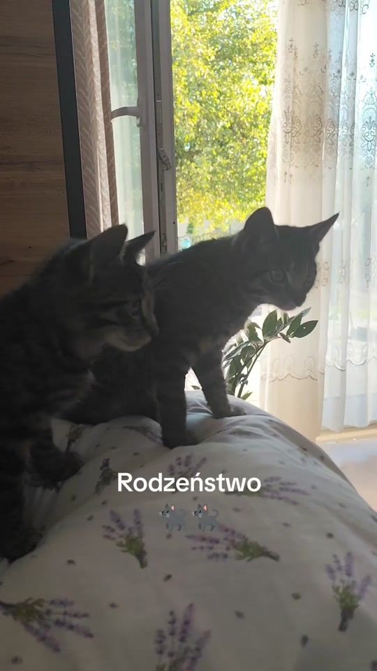 TikTok video thumbnail by ktosiejewiatr