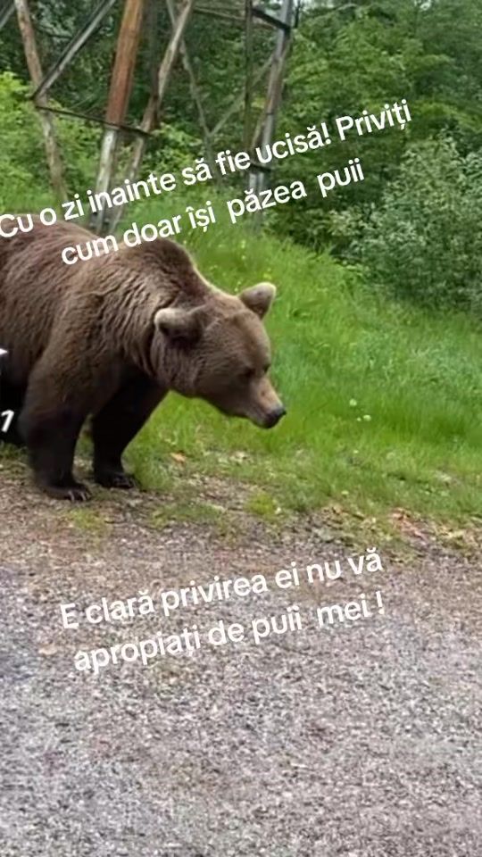 TikTok video thumbnail by florianbasarab