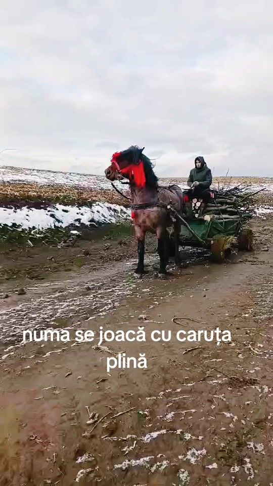 TikTok video thumbnail by ovidiu.radu57