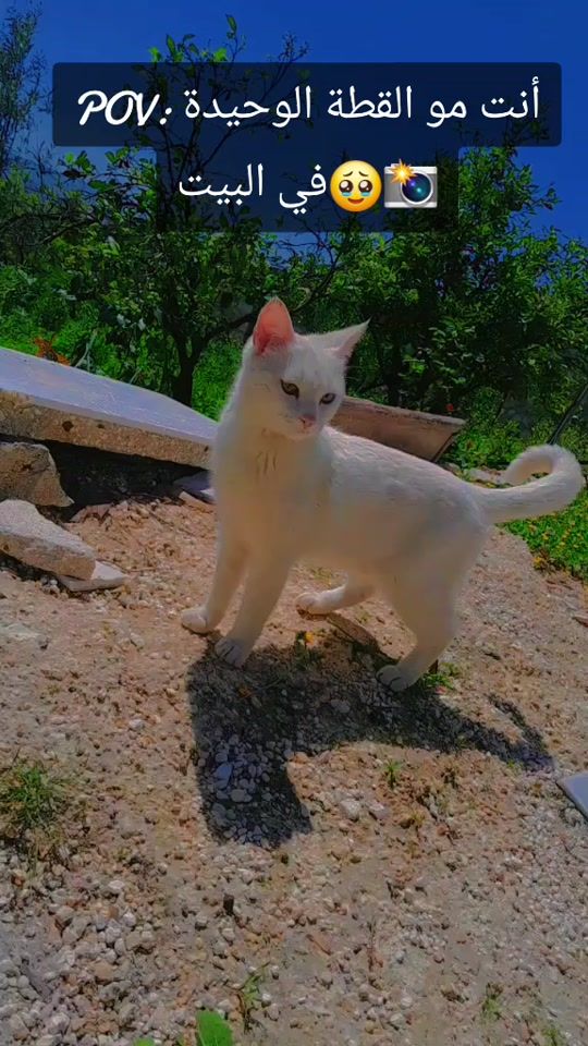 TikTok video thumbnail by .afreen23