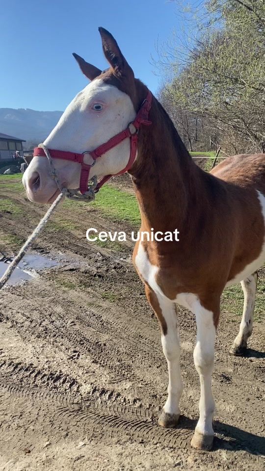 TikTok video thumbnail by alexandrualionesc