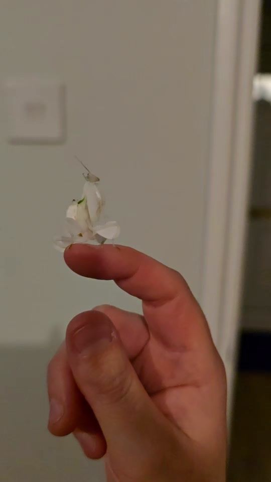 TikTok video thumbnail by marshmallow.the.python