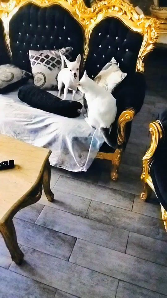 TikTok video thumbnail by mdtattoo1