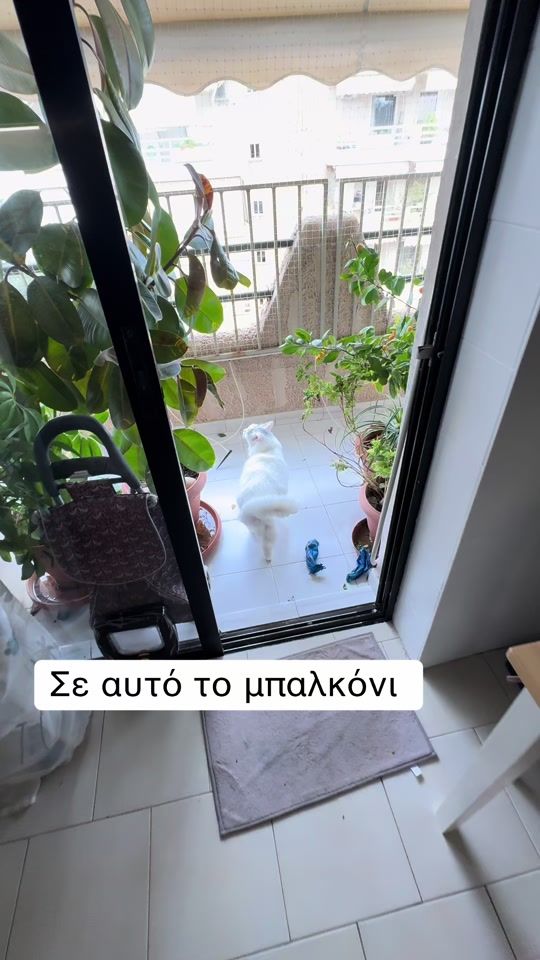 TikTok video thumbnail by gatompampasmastoras