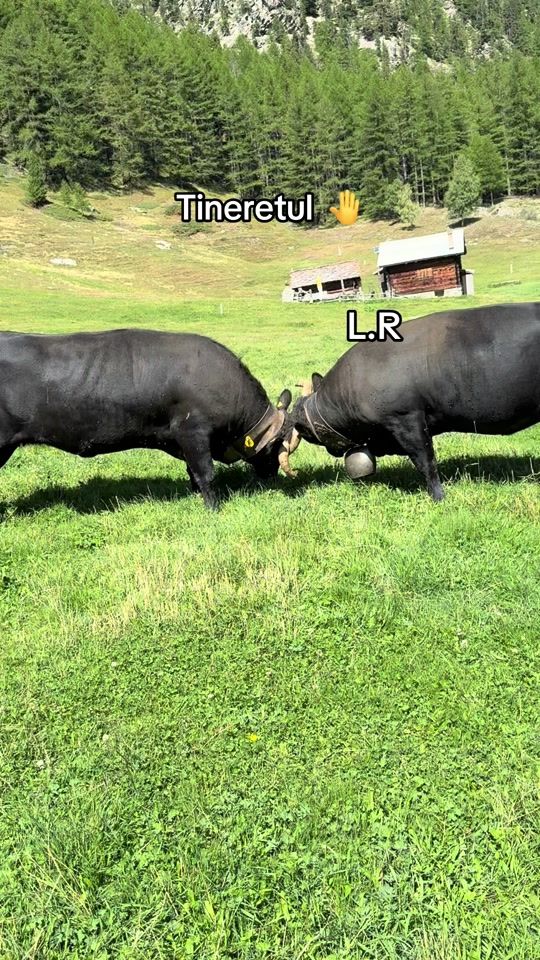 TikTok video thumbnail by vacidelupte.lrw