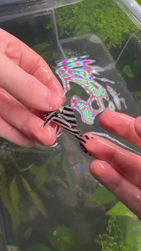 TikTok video thumbnail by fishplanet.2