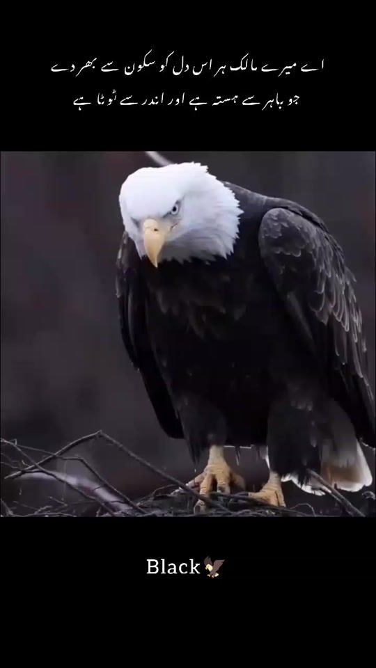 TikTok video thumbnail by iloveeagle945