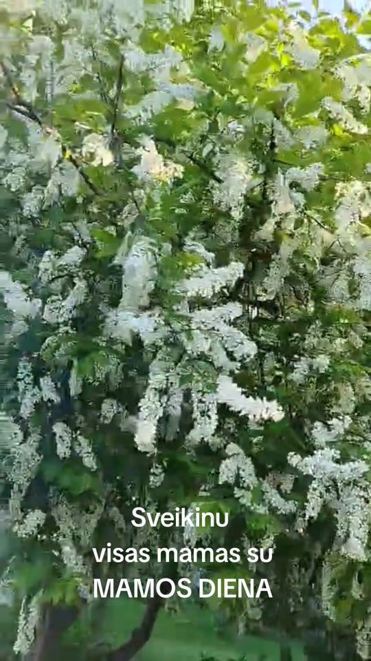 TikTok video thumbnail by c0liukas