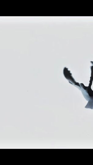 TikTok video thumbnail by jackxkrayy