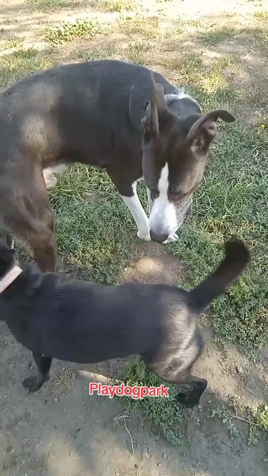 TikTok video thumbnail by ernestoplaydog