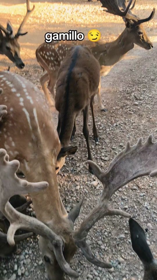 TikTok video thumbnail by srgioramallara