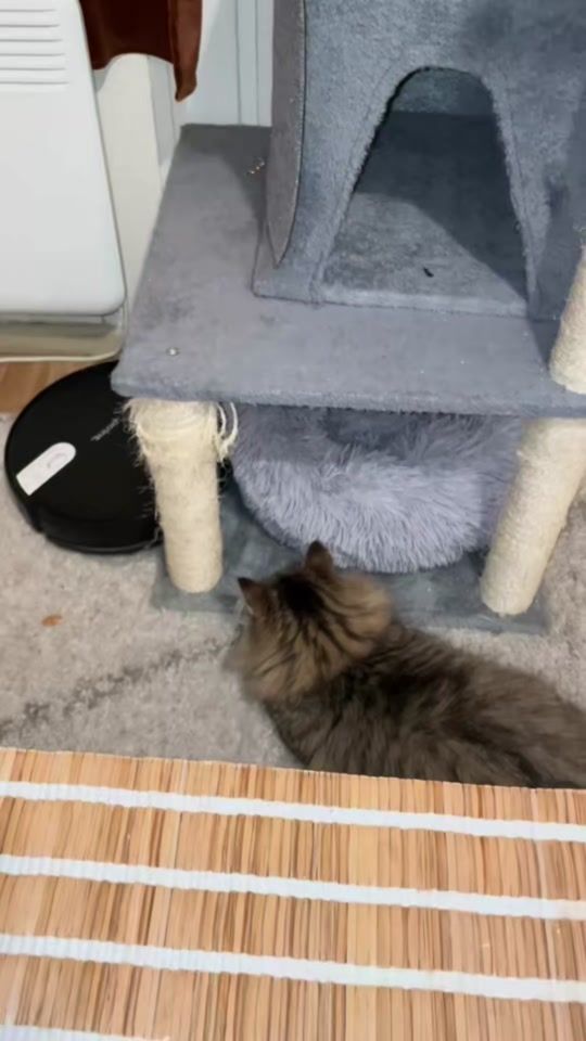 TikTok video thumbnail by lallliisa