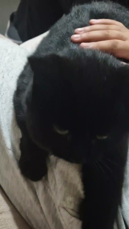 TikTok video thumbnail by progamerkingfaz