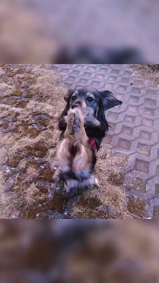 TikTok video thumbnail by bogini.22