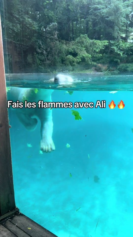 TikTok video thumbnail by flammedujour