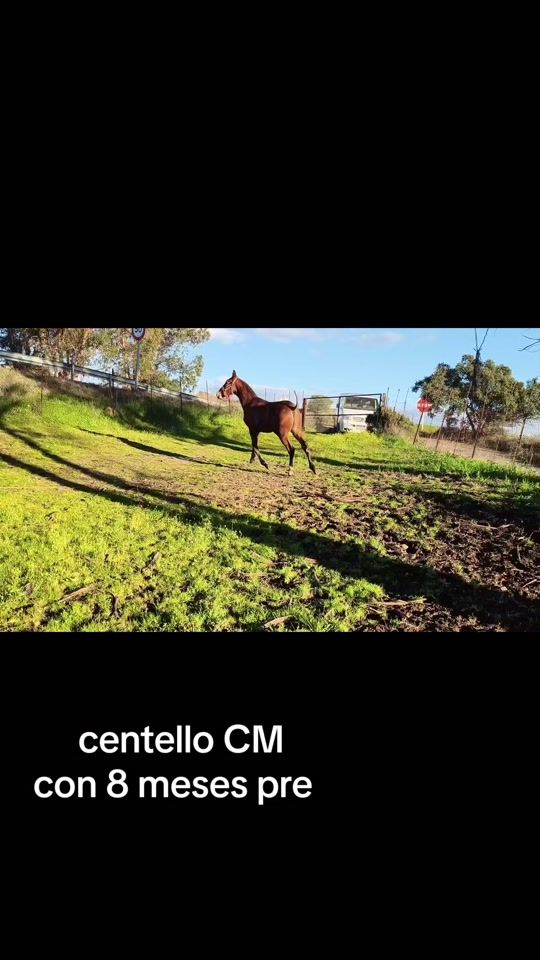 TikTok video thumbnail by pedrocarrasco628