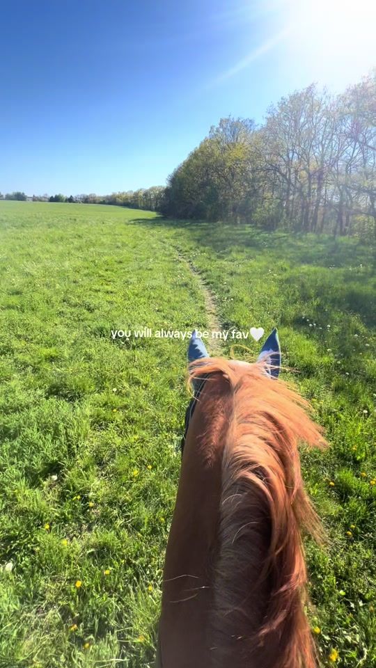 TikTok video thumbnail by nikita.equistrian
