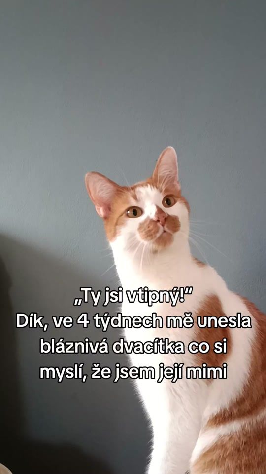TikTok video thumbnail by k9_tyna