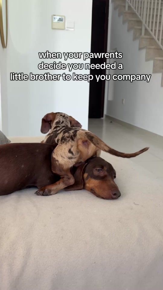 TikTok video thumbnail by dashyydachshund
