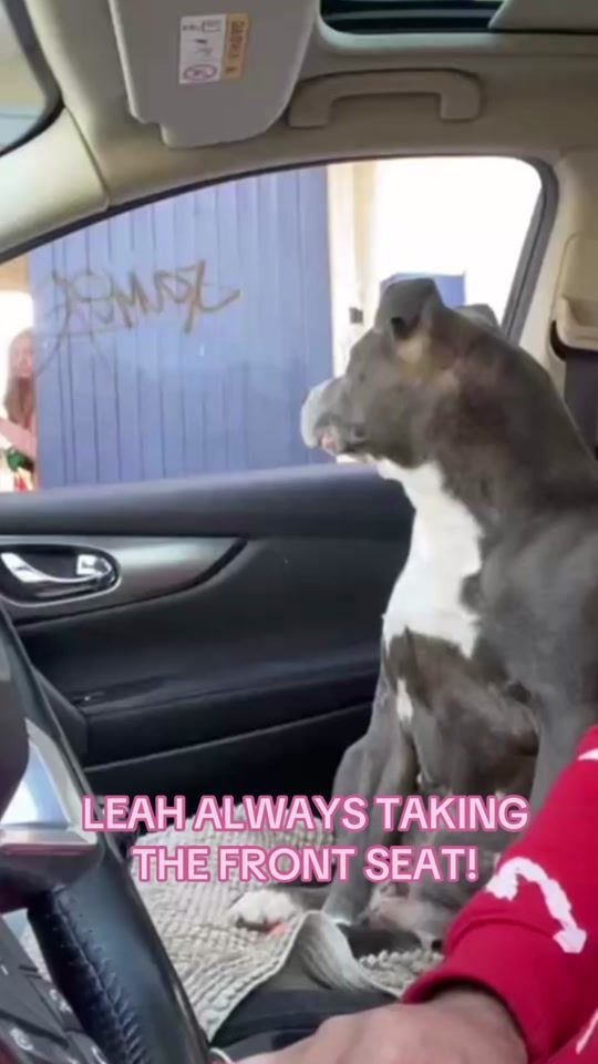 TikTok video thumbnail by mansbestfriendforlife