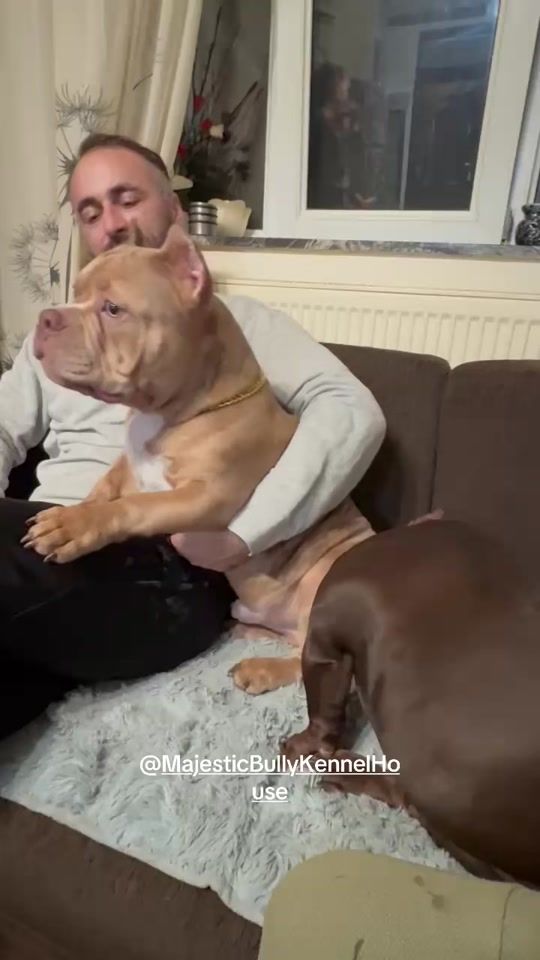 TikTok video thumbnail by bullymaniacs