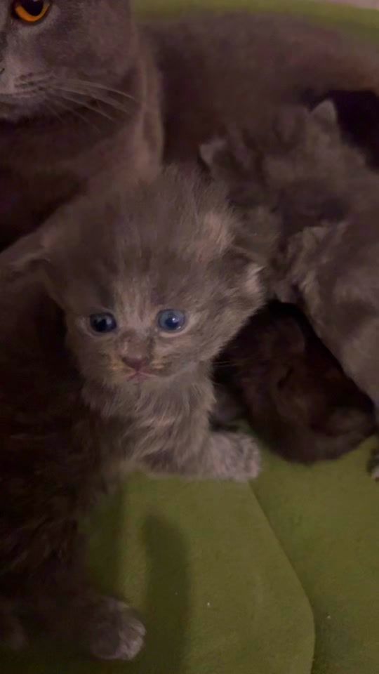 TikTok video thumbnail by 6super_catsis