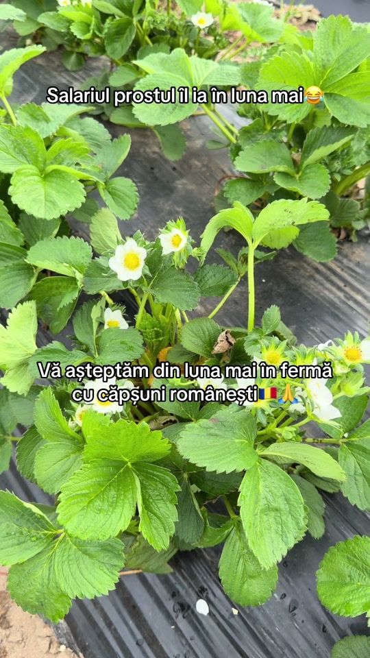 TikTok video thumbnail by ferma.gugu