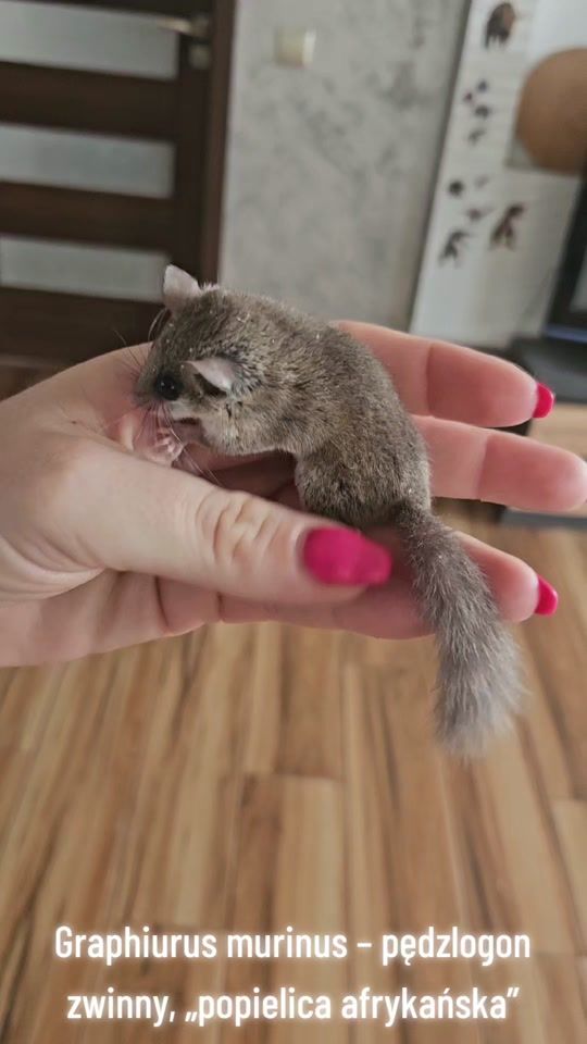 TikTok video thumbnail by pinstripedbull