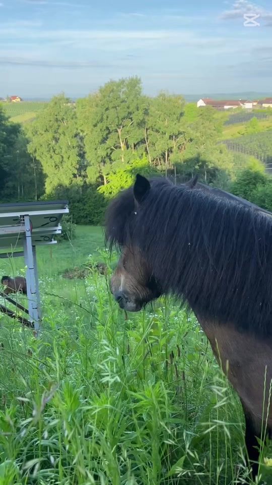 TikTok video thumbnail by ginger.with.pfoert