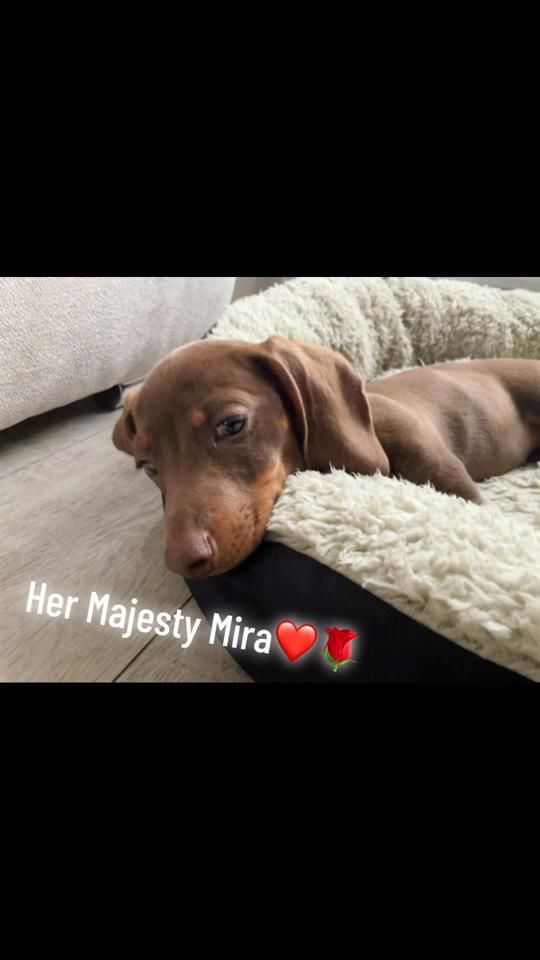 TikTok video thumbnail by mira.barni.the.minidash