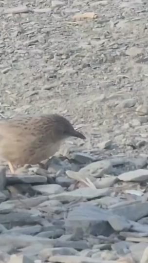 TikTok video thumbnail by baba.baloch6t