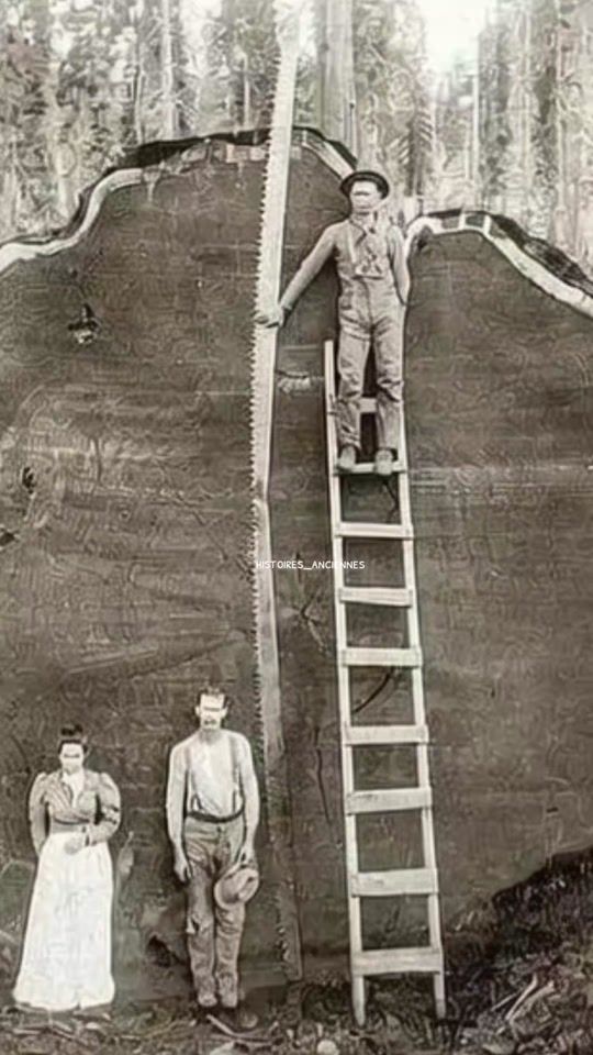 TikTok video thumbnail by histoires_de_notre.monde