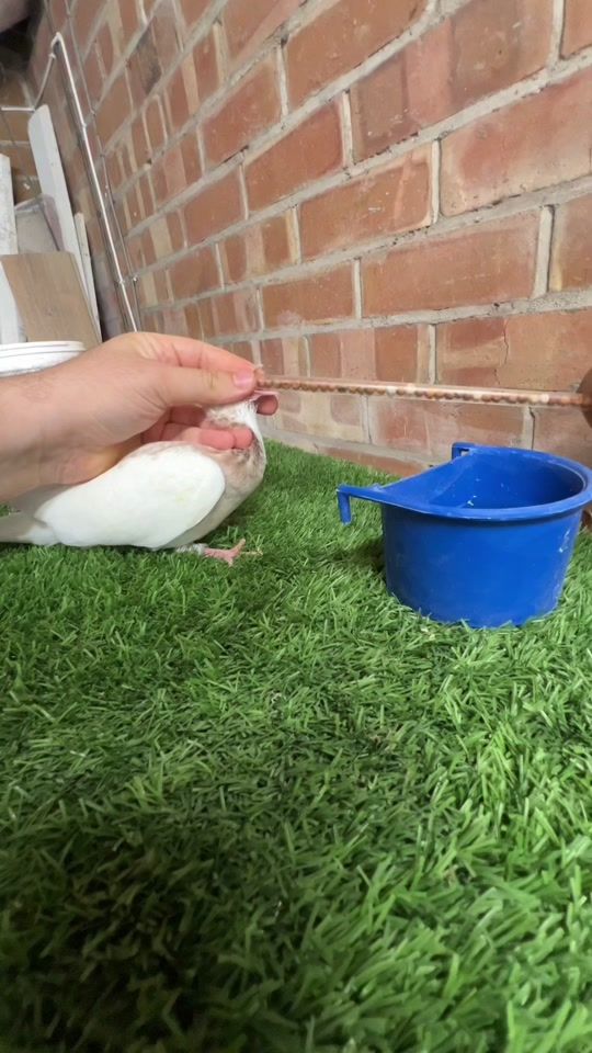 TikTok video thumbnail by hull_pigeons