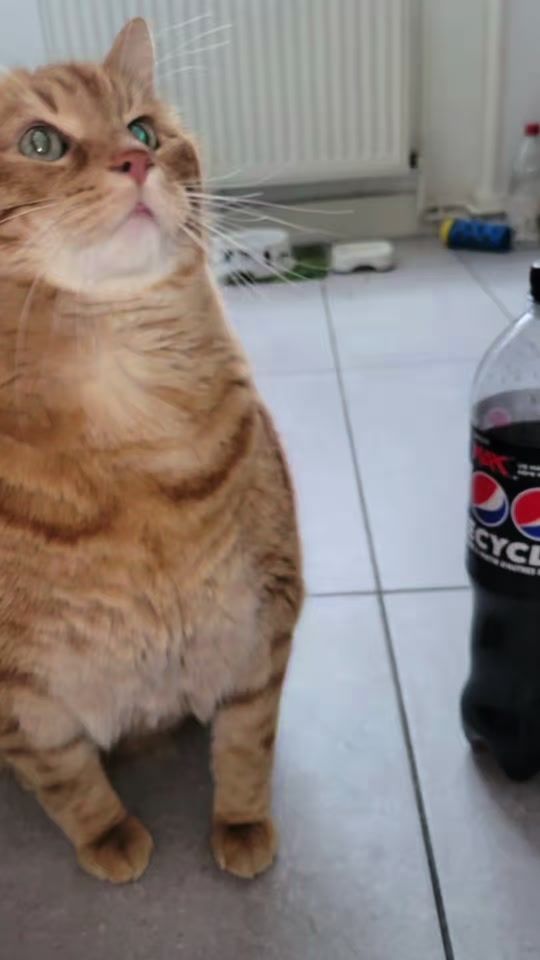 TikTok video thumbnail by nora_consuelo