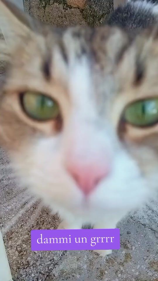 TikTok video thumbnail by ninetails.kitsune