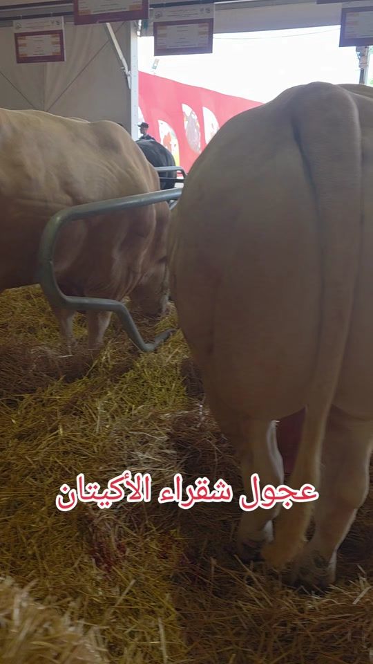 TikTok video thumbnail by omarelhaouaoui