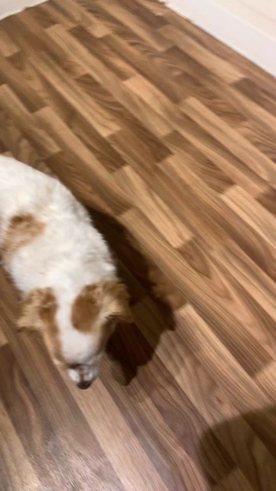 TikTok video thumbnail by sienna1845home1