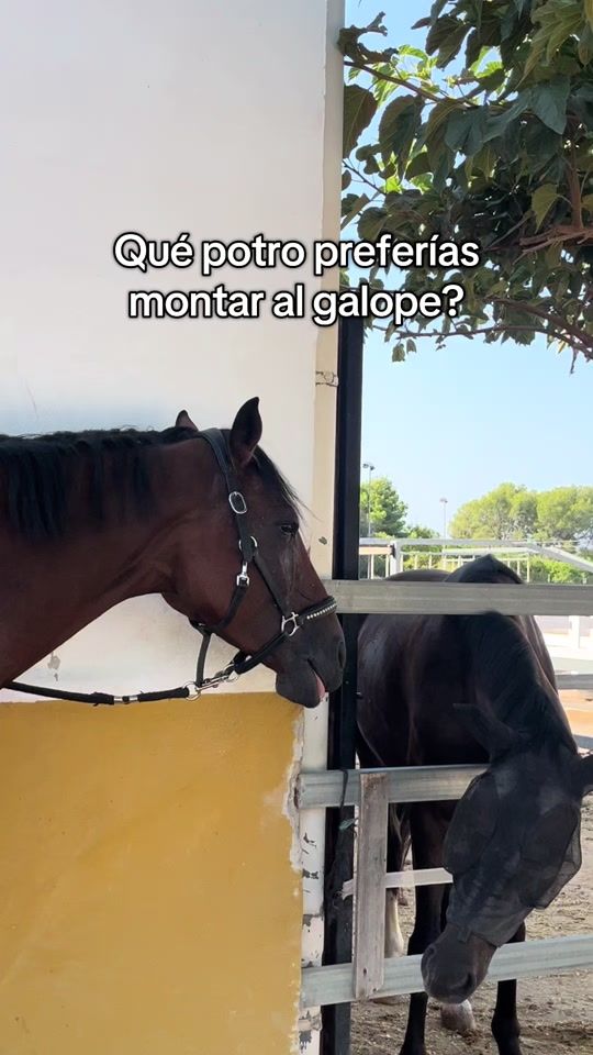 TikTok video thumbnail by almadecaballos