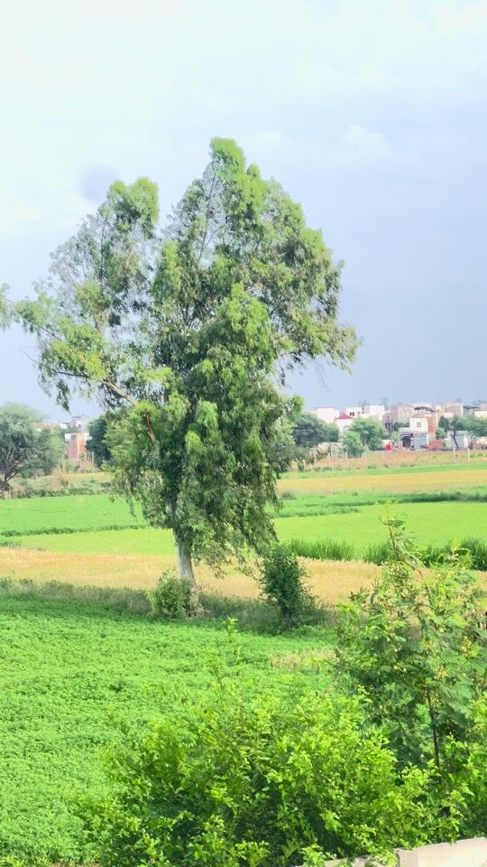 TikTok video thumbnail by misj243