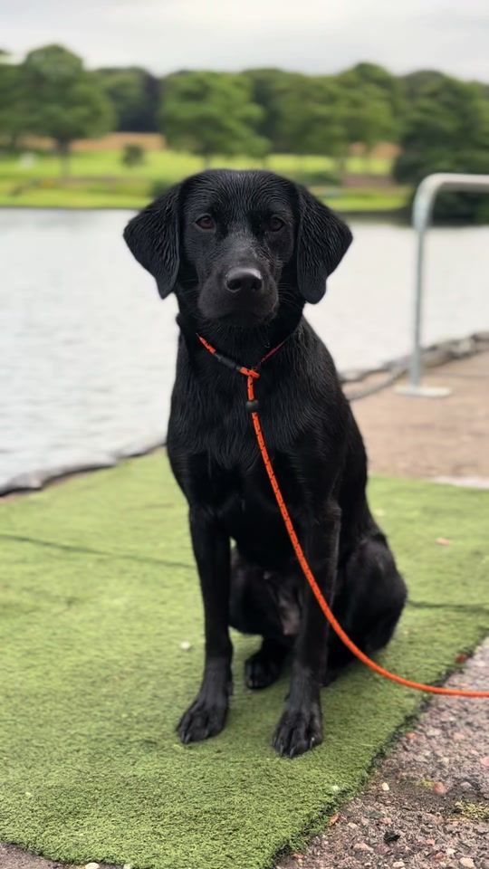 TikTok video thumbnail by themworkingdogs
