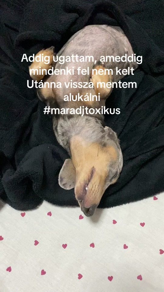 TikTok video thumbnail by mannathedoxie