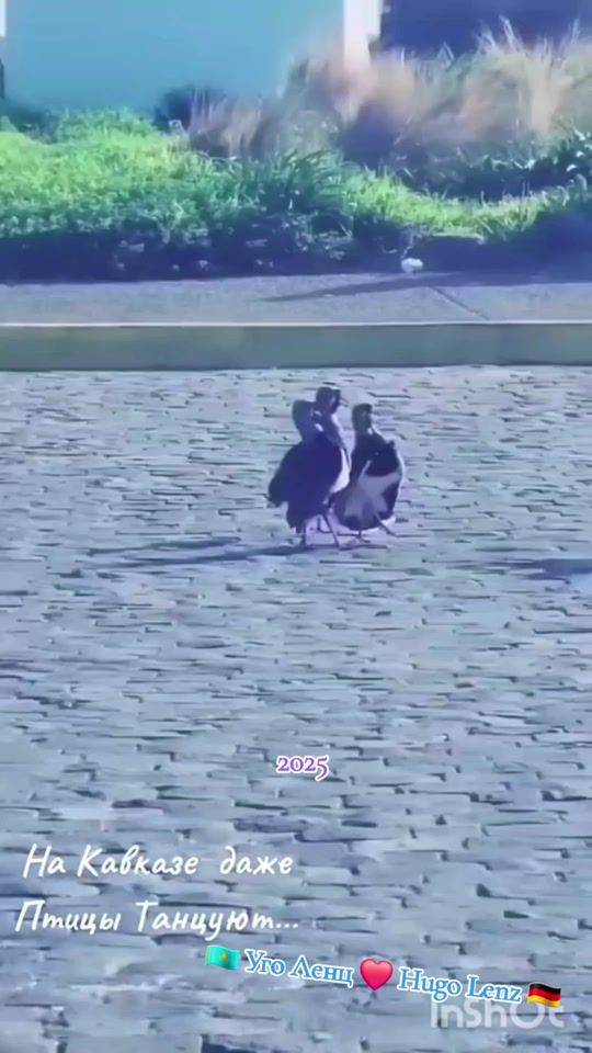 TikTok video thumbnail by hugolenz63