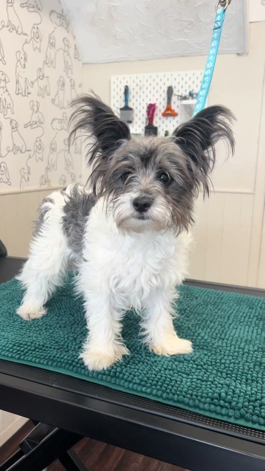 TikTok video thumbnail by charmpetgrooming